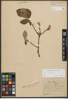 Foto von Salix phylicifolia L.